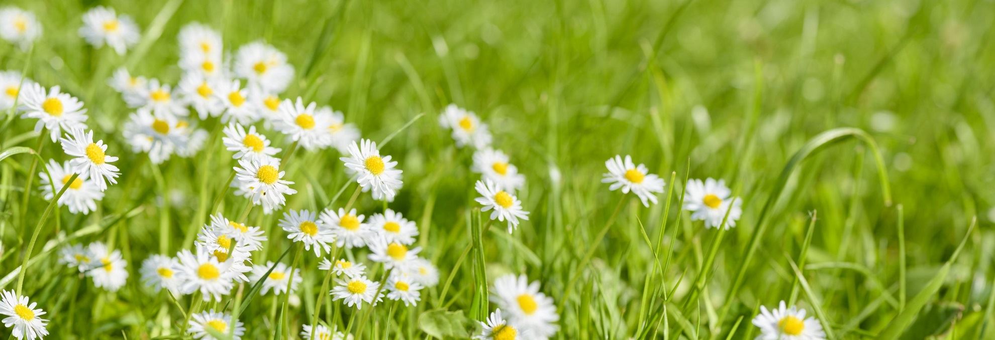 Close up of white flowers in a green field
