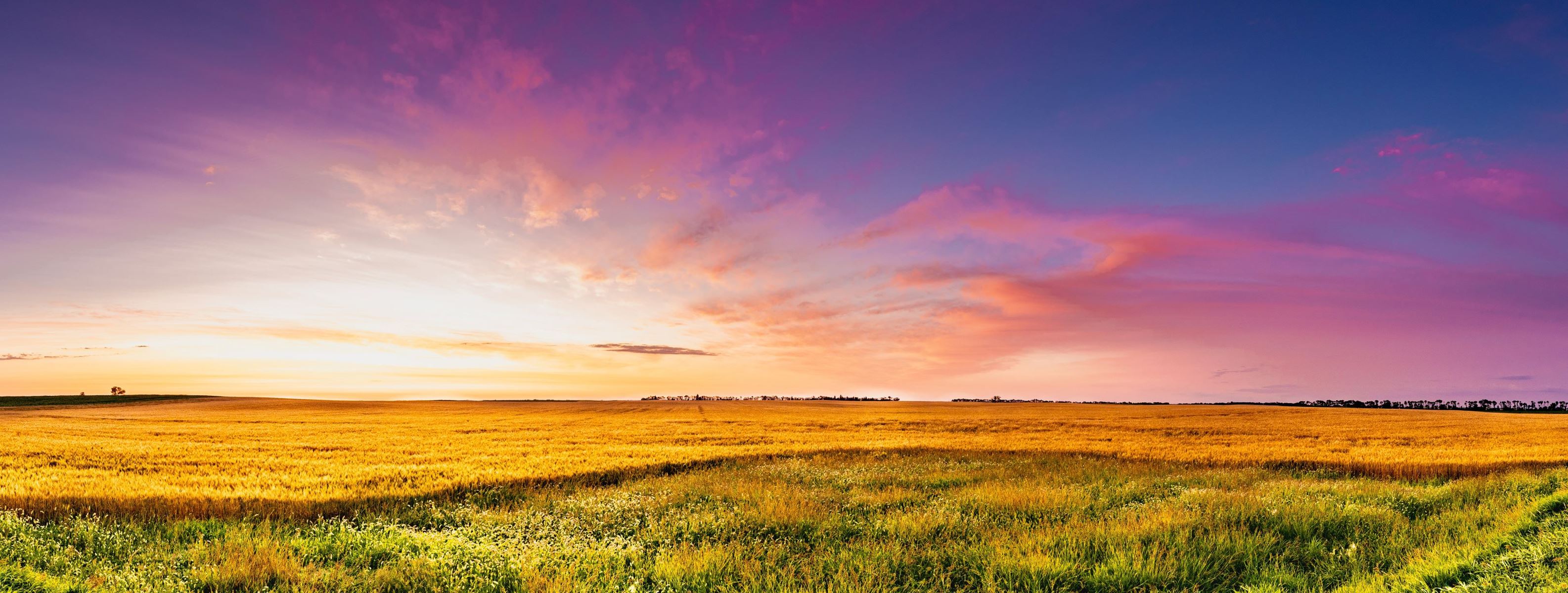 Sunset over a meadow